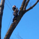 poda-de-arboles-madrid