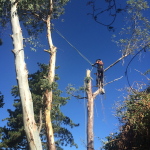 poda-de-arboles-madrid