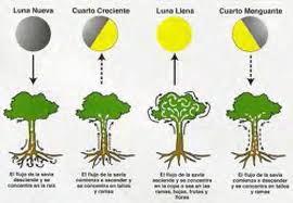 Details 100 luna para podar árboles frutales