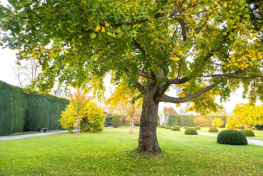 como-cuidar-arboles-verano-1