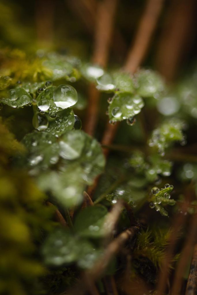 agua-lluvia-mejor-alimento-natural-2