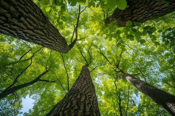 mantenimiento-arboles-urbanos-poda-cuidados-especiales-1