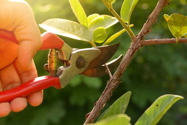 como-podar-arboles-frutales-para-maximizar-la-produccion 1